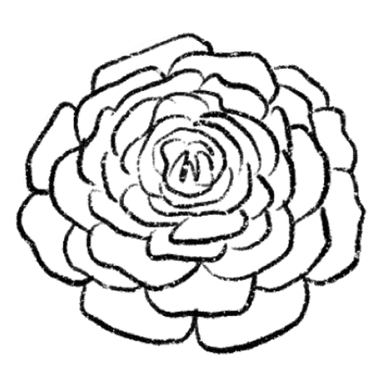ranunculus